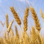 Wheat